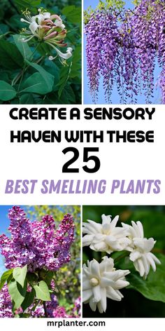 A sensory garden showcasing the 25 best smelling plants for your yard. Best Smelling Flowers, Food Forest Garden, Smelling Flowers, Garden Remedies, Diy Garden Fountains, Front Garden Landscape, Fragrant Garden, Plants Outdoor, Fragrant Plant