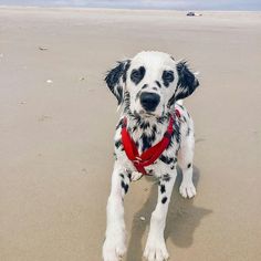 a black and white dog standing on top of a sandy beach