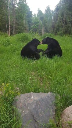 two black bears laying in the grass with their heads touching each other's noses