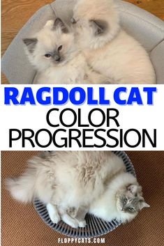 ragdoll cat color progression is shown in this image