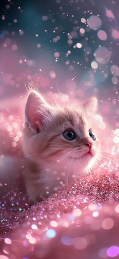 a small white kitten sitting on top of a pink blanket covered in glittery bubbles