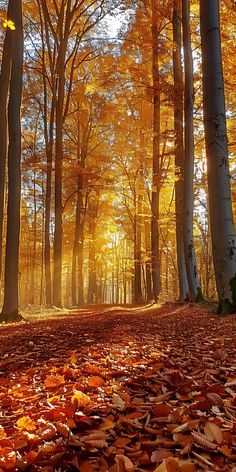 the sun shines through the trees in an autumn forest with leaves on the ground