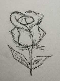 a pencil drawing of a single rose