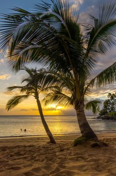 two palm trees are on the beach as the sun is setting in the distance behind them