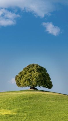 a large tree on top of a green hill under a blue sky with white clouds