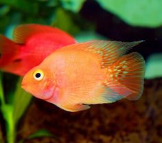 an orange and white fish in a tank