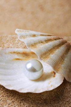 a shell with a pearl in it on the sand