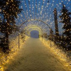 a walkway covered in lights and snow