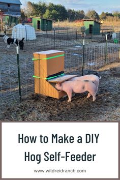 Pigs eating out of a homemade, wooden self-feeder Gravity Feeder, Hog Farm, Chicken Feeder Diy, Livestock Shelter, Raising Pigs, Feeding Goats, Miniature Pigs, Raising Farm Animals