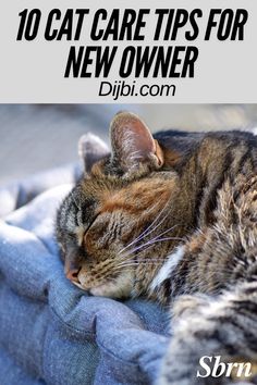 a cat sleeping on top of a blue blanket with text overlay reading 10 cat care tips for new owner