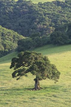 a lone tree sitting in the middle of a field