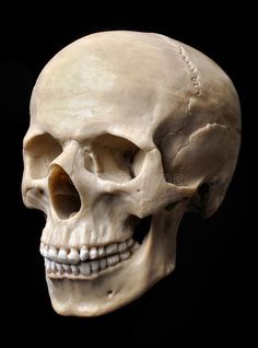 an image of a human skull on black background