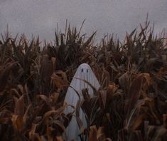 a scarecrow standing in the middle of a corn field