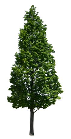 a large green tree on a white background