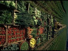 there are many fruits and vegetables on display