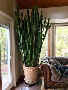 a large potted plant sitting on top of a wooden floor next to a couch