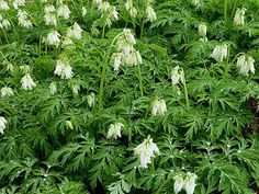 some white flowers are growing in the grass