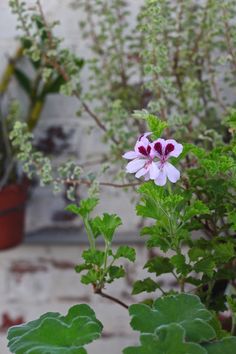 some pink flowers and green leaves in front of a brick wall with potted plants