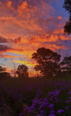 the sun is setting over some purple flowers