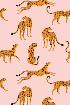 a pink background with cheetah and leopards in different positions on the same surface