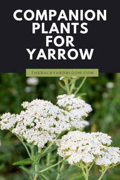 Companion Plants for Yarrow White Yarrow Plant, Yarrow In Garden, Yarrow Garden, Growing Yarrow, Common Yarrow, White Yarrow, Medicinal Flowers, Blueberry Gardening, Yarrow Plant