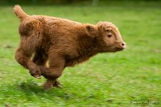 a brown cow running across a lush green field