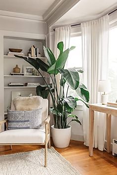 a living room filled with furniture and a large plant