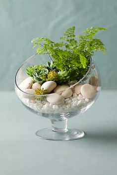 a glass bowl filled with rocks and plants