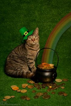 a cat sitting on the ground next to a pot of gold coins and a rainbow