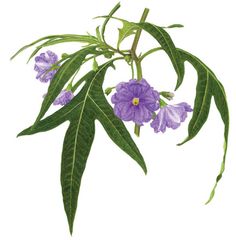 purple flowers and green leaves on a white background