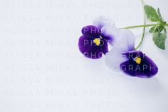 two purple and white pansies on a white background