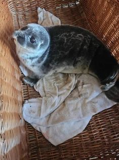 a seal sitting on top of a piece of cloth in a wicker basket next to a towel