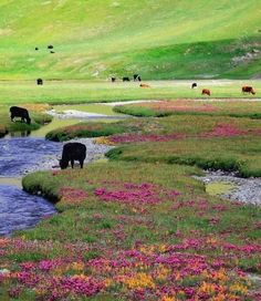 Gilgit baltistan Pakistan 🔥🏞🌎 Room Sharing, Bonfire Photography, Luxury Transportation, Beautiful Morning Messages, Eid Special