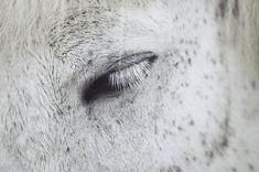 the eye of a white horse with black spots on it's face and nose