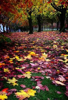 the leaves on the ground are changing colors