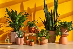 there are many potted plants on the table in front of a yellow wall with shadows