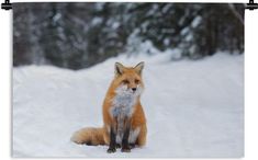 a red fox sitting in the snow looking at the camera