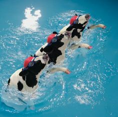 two black and white cows are swimming in the blue water with red caps on their heads