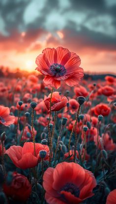 a field full of red flowers with the sun setting in the distance behind them and clouds