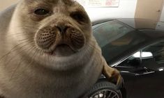 a seal sitting on top of a car in front of a black sports utility vehicle