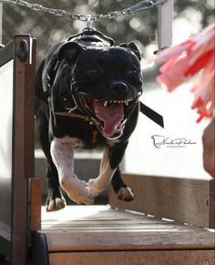 a black and white dog running down a ramp