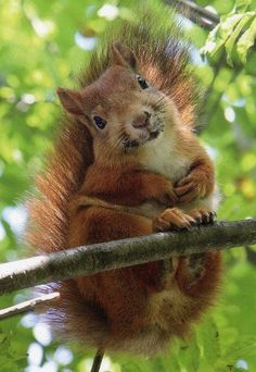 a squirrel sitting on top of a tree branch with the words happy day written above it