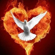 a white dove in the shape of a heart on fire