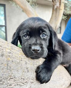 a black puppy is sitting on top of a rock