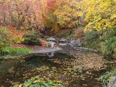 a small pond surrounded by trees and rocks