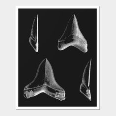 sharks have many sets of teeth -- Choose from our vast selection of art prints and posters to match with your desired size to make the perfect print or poster. Pick your favorite: Movies, TV Shows, Art, and so much more! Available in mini, small, medium, large, and extra-large depending on the design. For men, women, and children. Perfect for decoration. Shark Week, Great White, Shark Teeth, Sharks, Extra Large, Favorite Movies, Print Design, Art Print, For Men