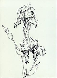 a black and white drawing of a flower