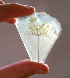 a hand holding a piece of glass with a plant on it