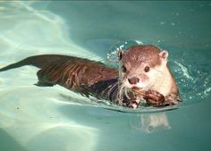 an otter swimming in the water with its mouth open and it's nose hanging out