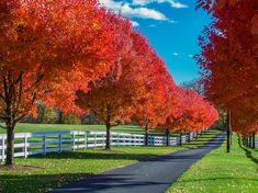 Autumn Blaze Red Maple Tree (7888767254783) Red Maple Tree Landscaping Front Yards, Autumn Blaze Maple Tree, Maple Tree Landscape, Autumn Blaze Maple, Japanese Red Maple, Driveway Entrance Landscaping, Fall Color Trees, Acer Rubrum, Red Maple Tree